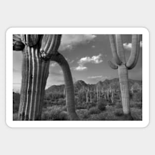 Saguaro Cacti Tucson Mountains Sticker